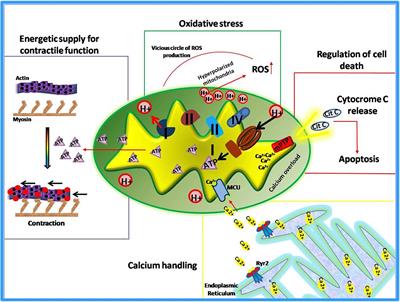 GRKs and β-Arrestins: “Gatekeepers” of Mitochondrial Function in the Failing Heart